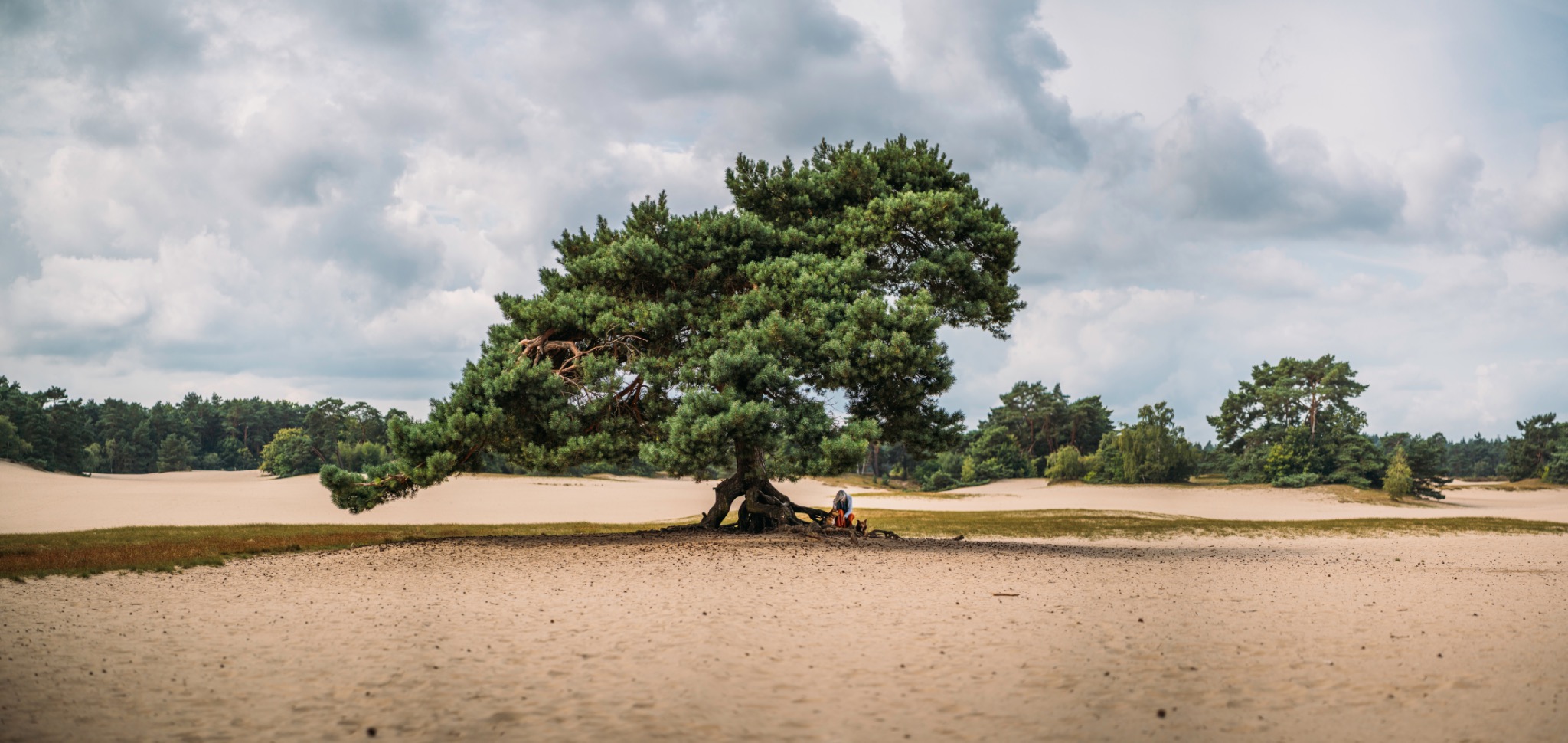Een brede dennenboom in een open duinlandschap, met Ellen onder de boom